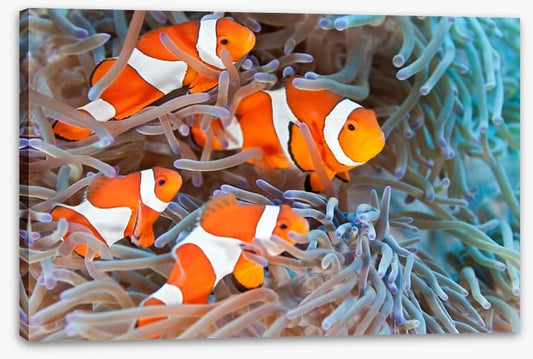 Clownfish family