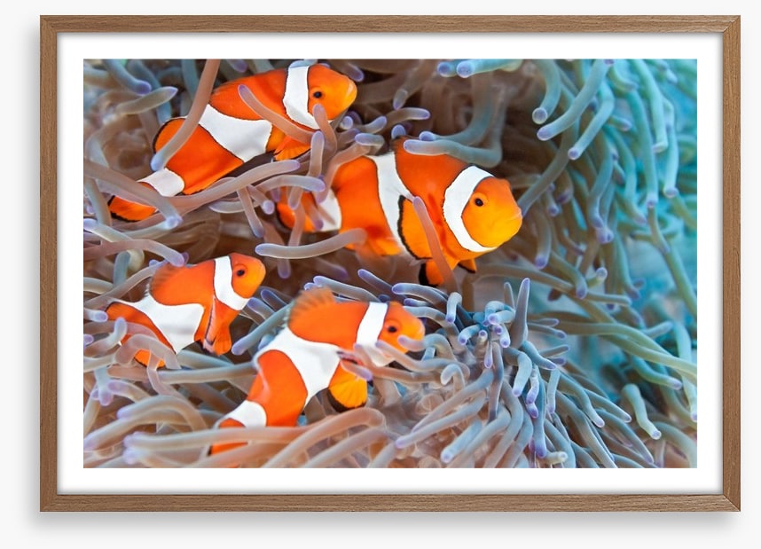 Clownfish family