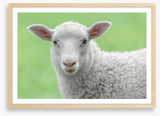 Spring lamb