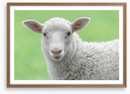 Spring lamb