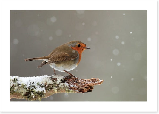 Little robin