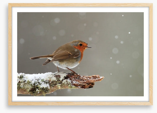 Little robin