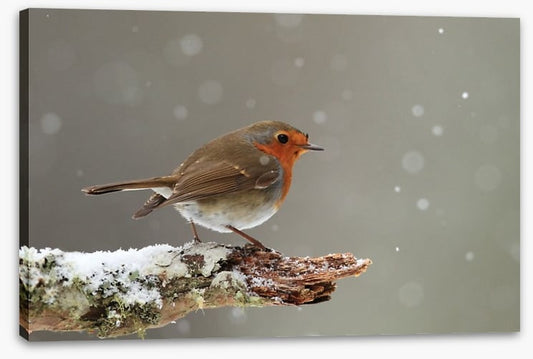 Little robin