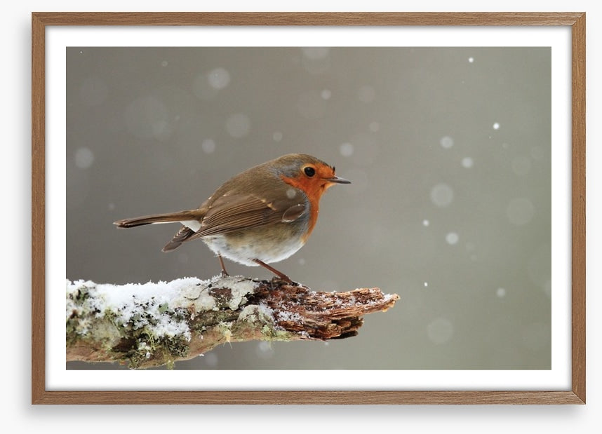 Little robin