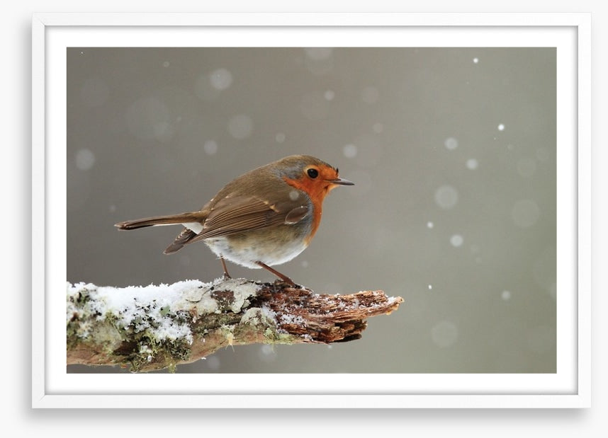 Little robin