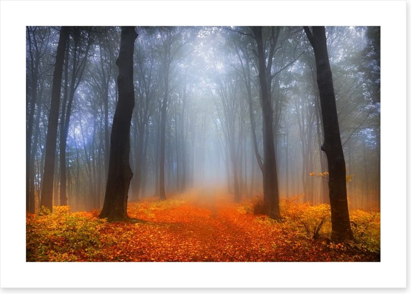 Foggy day in the forest
