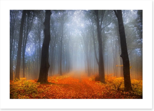 Foggy day in the forest