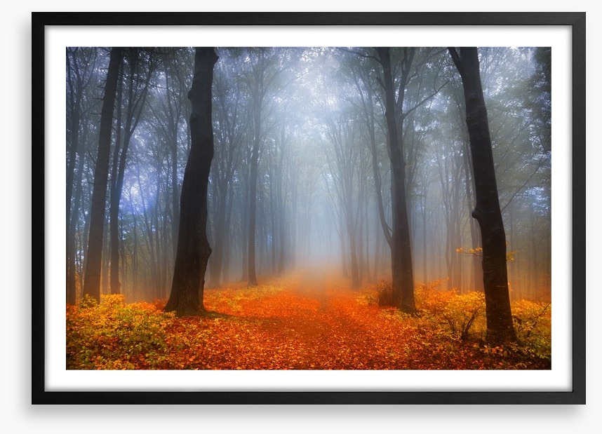 Foggy day in the forest