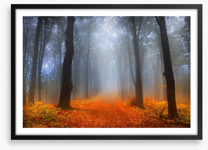 Foggy day in the forest