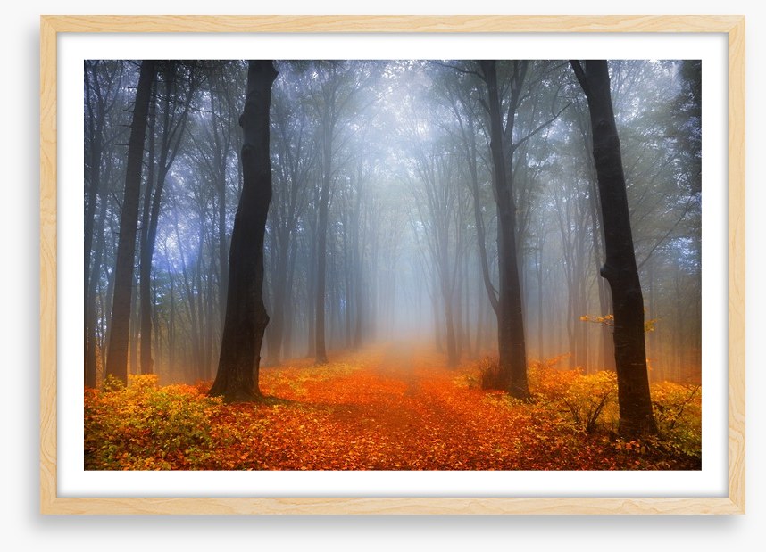 Foggy day in the forest