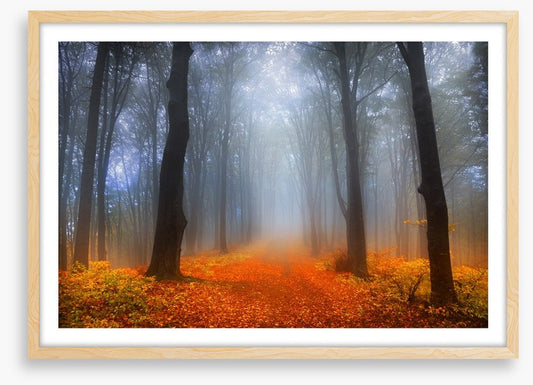 Foggy day in the forest