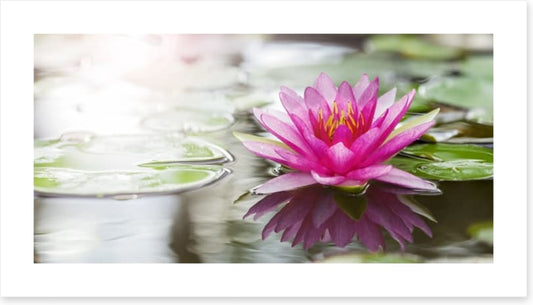 Pink water lily