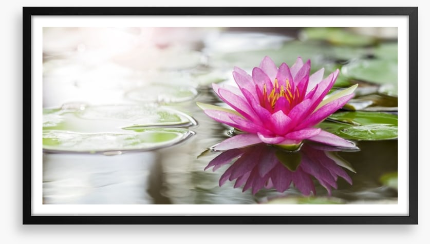 Pink water lily