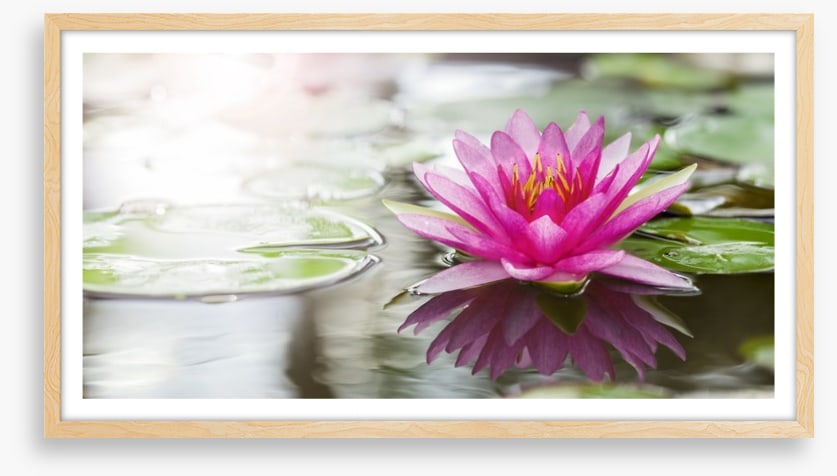 Pink water lily
