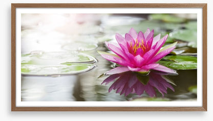 Pink water lily