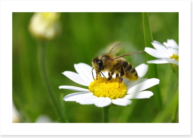 Insects