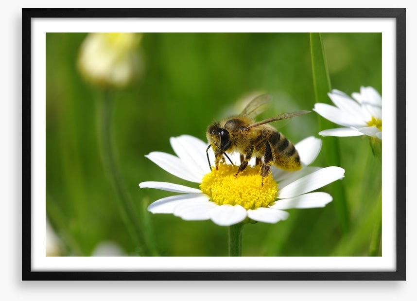Insects