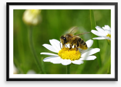 Insects