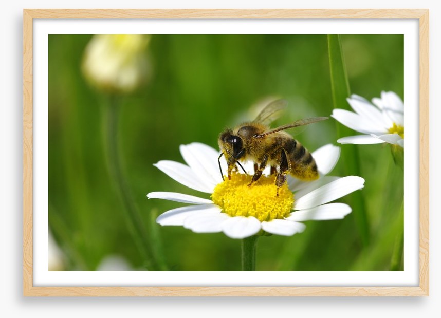 Insects