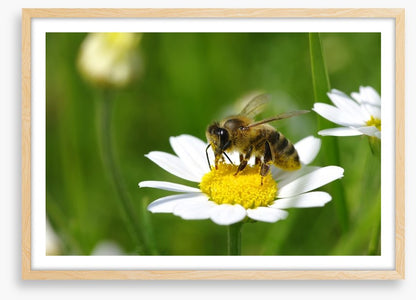 Insects