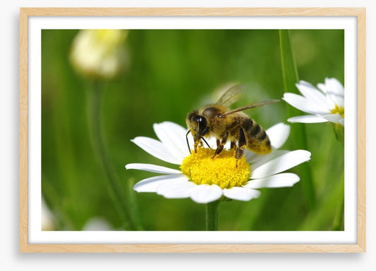 Insects