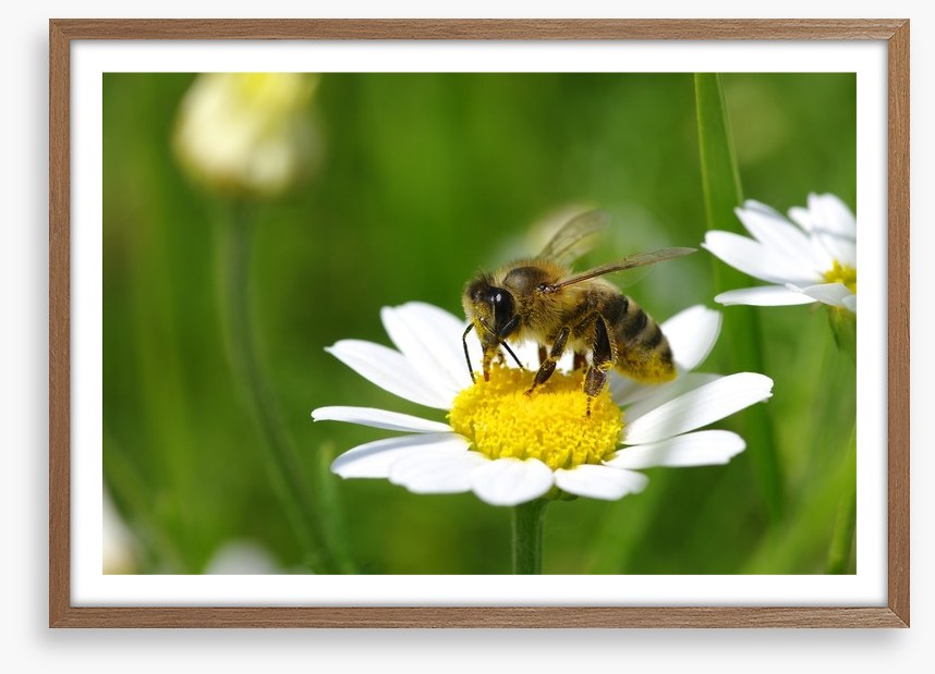 Insects