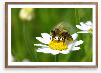 Insects