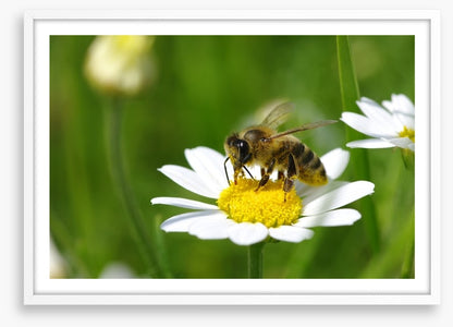Insects