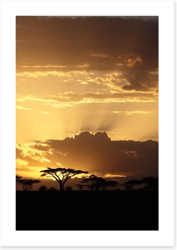 African sunset with Acacia