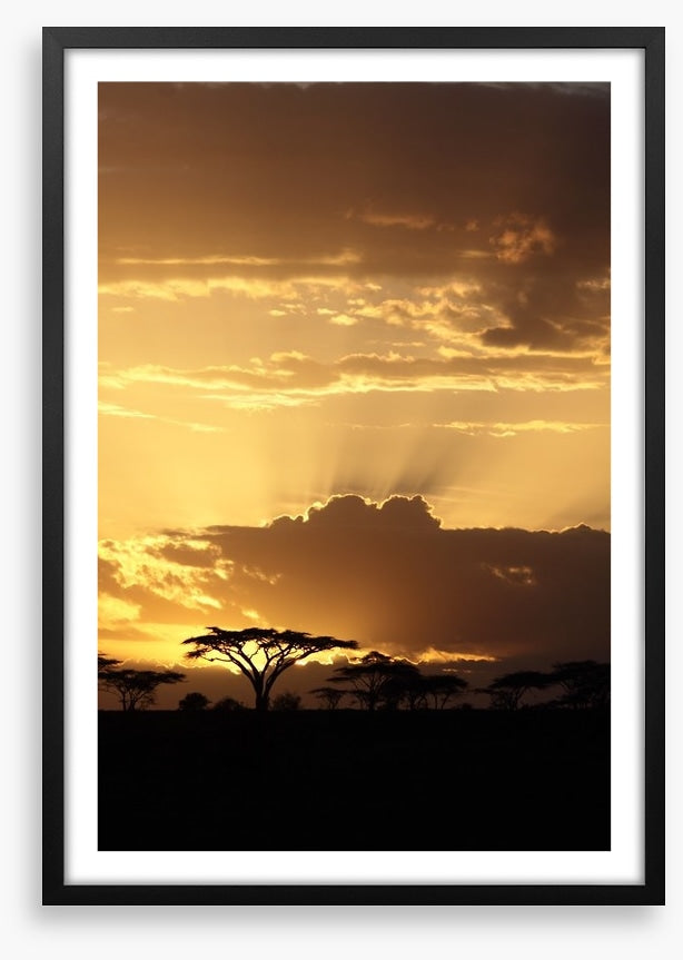 African sunset with Acacia