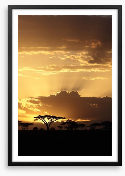 African sunset with Acacia