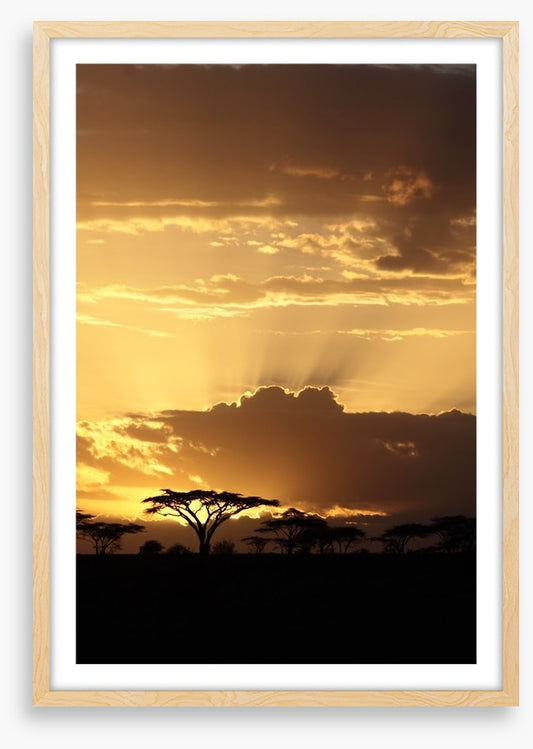 African sunset with Acacia