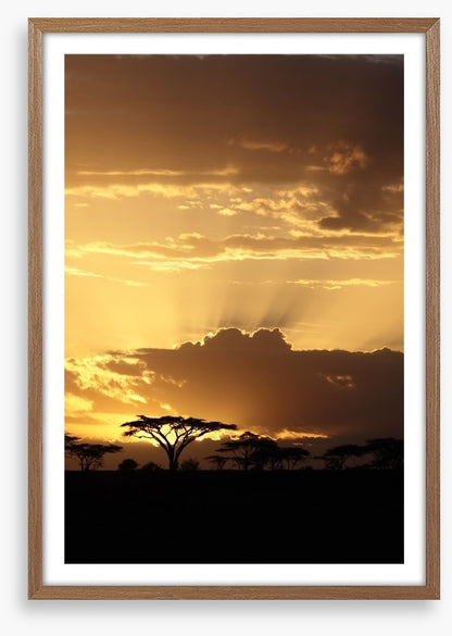 African sunset with Acacia