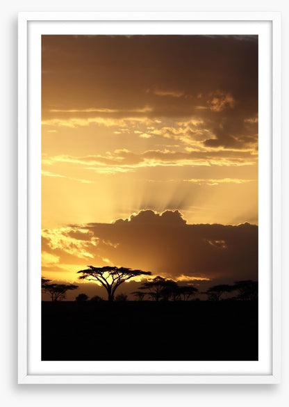 African sunset with Acacia