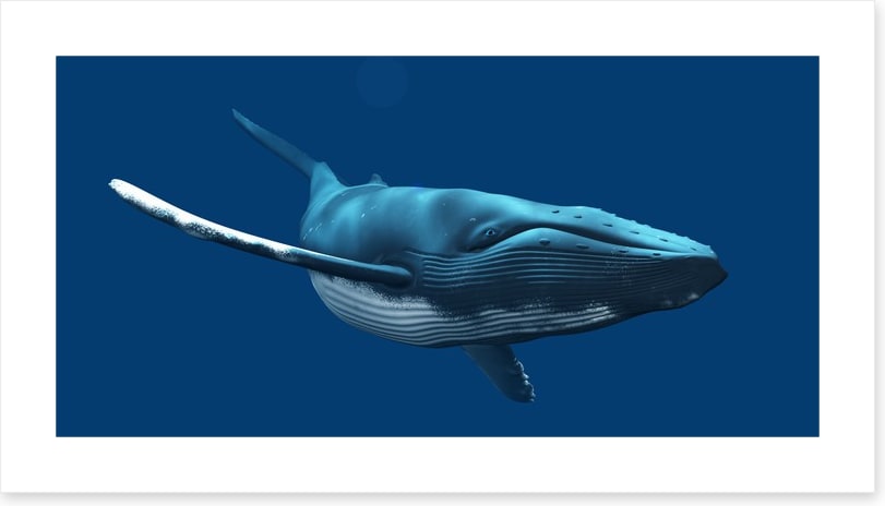 Blue whale swimming