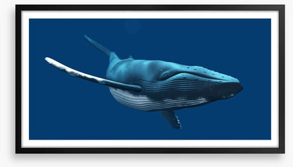 Blue whale swimming