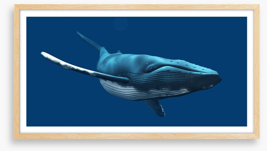 Blue whale swimming