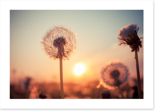 Dandelion sunset