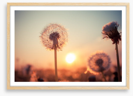 Dandelion sunset