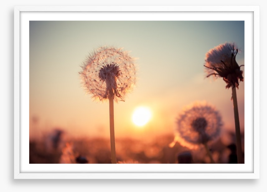 Dandelion sunset
