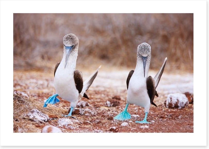 Blue footed booby mates