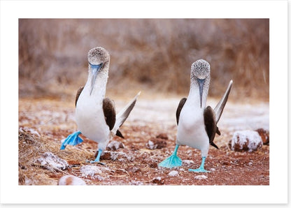 Blue footed booby mates