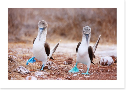 Blue footed booby mates