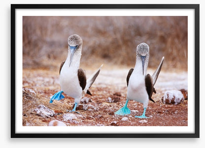 Blue footed booby mates