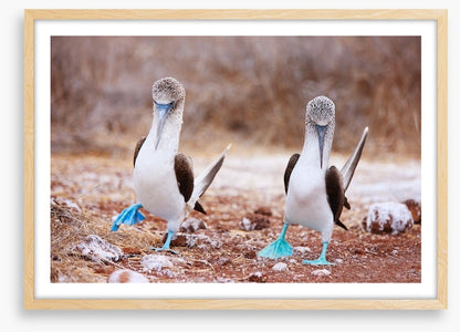 Blue footed booby mates
