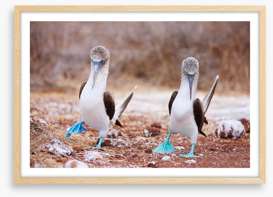 Blue footed booby mates