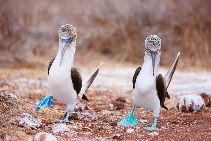 Blue footed booby mates