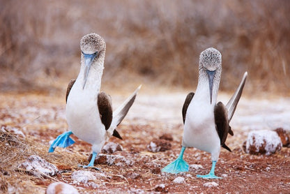 Blue footed booby mates