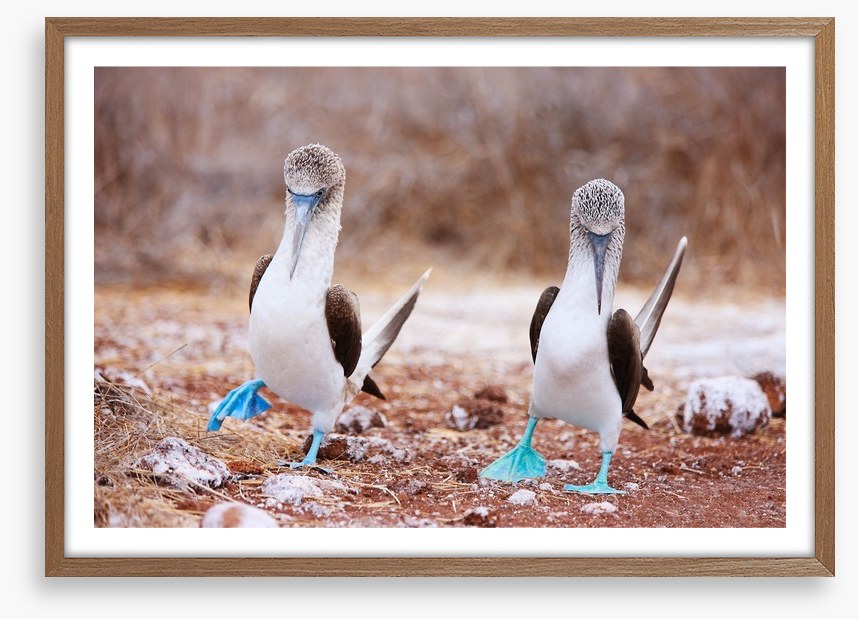 Blue footed booby mates