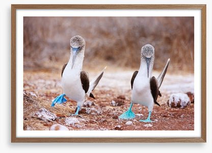 Blue footed booby mates